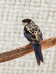 Parrot Lori  - Loriinae - sits on a branch in an aviary for parrots at the Gan Guru Zoo in Kibbutz...