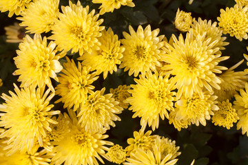 Bouquet of yellow flowers macro close up