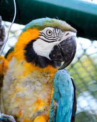Portrait eines Gelbrustara in der Mauser, Papagai, Ararauna