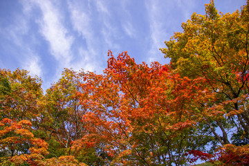 Fototapeta premium 紅葉-青森県02