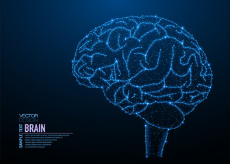 Human brain structure