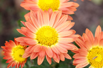 Bouquet of orange flowers macro close up