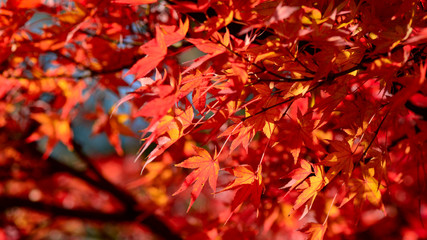 Maple Tree Garden in Autumn. Red Maple leaves in Autumn.