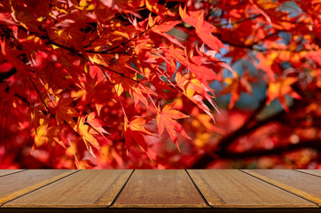 Naklejka na ściany i meble Perspective wood counter with fully red Japanese maple tree garden in autumn