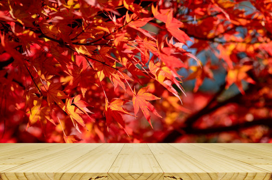 Perspective wood counter with fully red Japanese maple tree garden in autumn