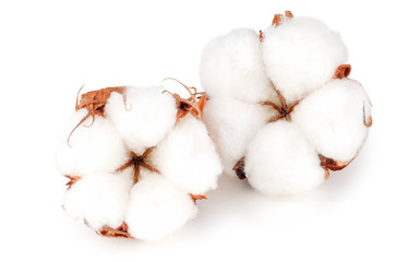 Cotton plant flowers isolated on white background as package design element