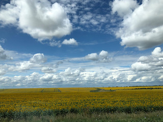 Bright yellow fields of Krasnodar sunflower against a blue sky with beautiful white clouds