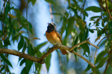 Redstart (Phoenicurus phoenicurus), male singing, June,  Latvia