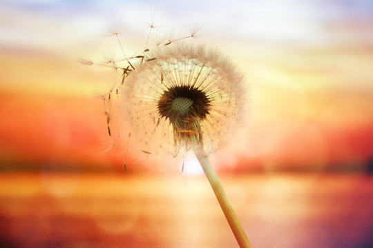 Dandelion silhouette against sunset over the sea