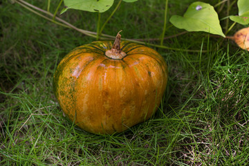  Pumpkin in the grass for Halloween decoration and pumpkin mask pumpkin lantern squash harvest...