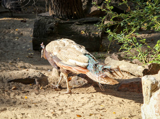 Ein Pfau in der Herbstsonne