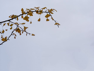 Close-up of A Ginkgo Tree Branch, Ginkgo Biloba, With Copy Space
