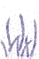 Watercolor lavender drawing, vector illustration