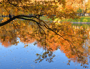 Branch over the water at autumn.