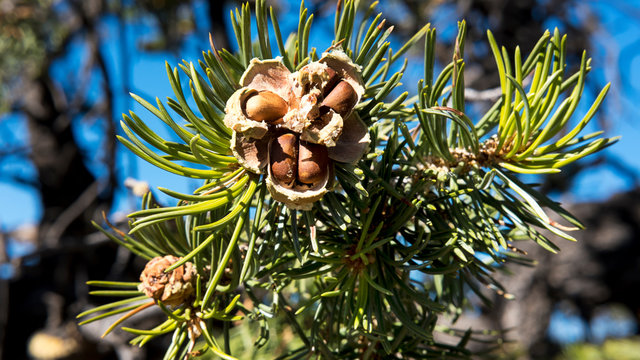 Close up of tasty pinyon nuts in a shell of a pinyon pine or Pinus edulis, on a brunch with curved needles, the most common trees along the South Rim in Grand Canyon, Arizona, USA
