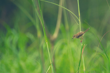 Plain Prinia bird. nature field