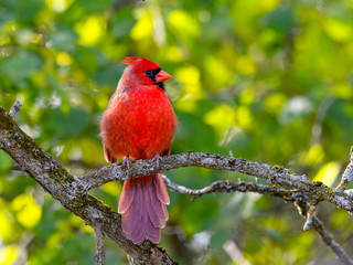 Male Northern Cardinal in Fall