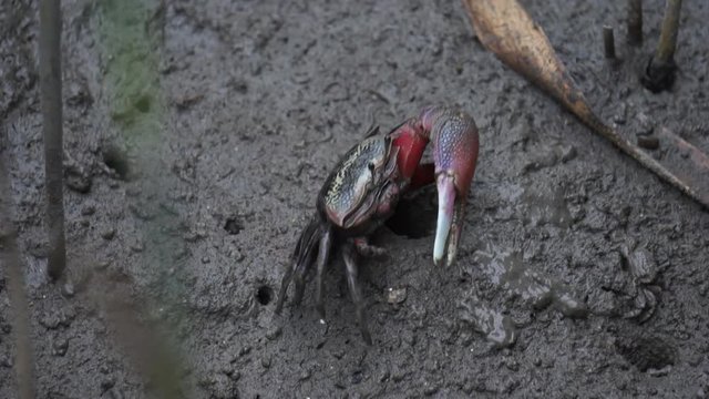 Black crab with one big red claw crawls on the grey colour mud in salt marsh near estuary.