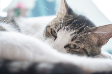 sleepy cat, white cat