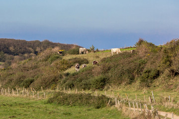 Bovins sur les falaises normandes
