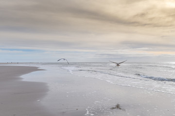 Möven auf der Insel Amrum / Nordsee