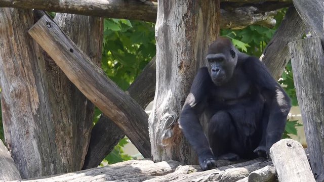Gorillas -- three clips of gorillas at the zoo HD