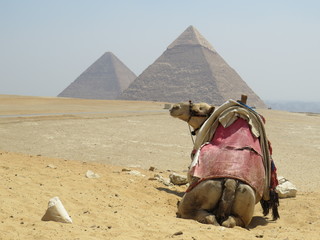 camel in egypt