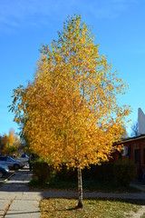 Осенняя береза, кудри березы, желтая листва, солнечный блик