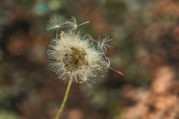 dandelion on green background