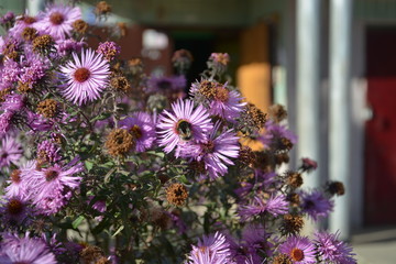 autumn flowers, autumn, Flower, flowers beautiful