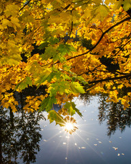 Reflection of the sun in the water of the river among the yellowed maple leaves