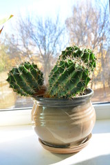 cactus in a pot, pot, green cactus with thorns