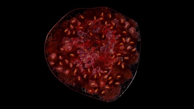 Isolated red raspberry squishes in the studio with black background