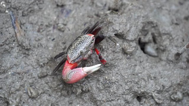 Black crab with one big red claw is eating planktons in the grey colour mud in salt marsh near estuary.