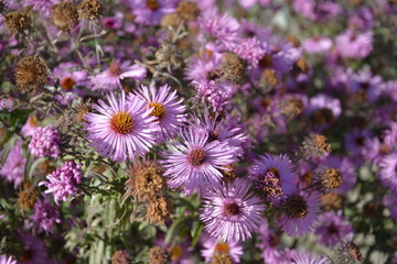 autumn flowers, autumn, Flower, flowers beautiful
