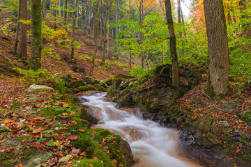 Herbstwald mit Bach 