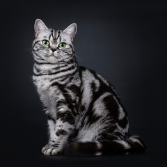 Expressive black silver tabby blotched British Shorthair cat sitting side ways, looking beside camera with green eyes, isolated on black background
