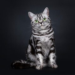 Expressive black silver tabby blotched British Shorthair cat sitting facing front, looking straight...