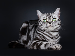 Fototapeta na wymiar Expressive black silver tabby blotched British Shorthair cat laying down, looking above camera with green eyes, isolated on black background