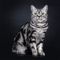 Fototapeta na wymiar Expressive black silver tabby blotched British Shorthair cat sitting side ways, looking straight at camera with green eyes, isolated on black background