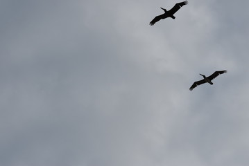 Dos aves volando en el cielo nublado