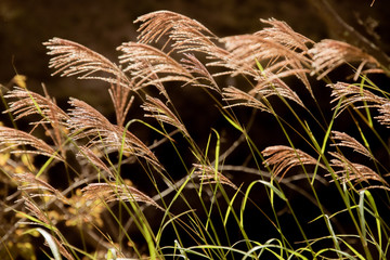 風に揺れるススキ