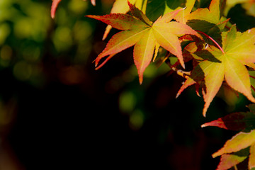 秋が色づきはじめた