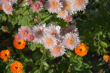 autumn flowers, autumn, Flower, flowers beautiful