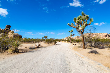 An unpaved road running through Joshua Tree National Park, with trees and rocks surrounding