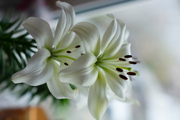 Fototapeta na wymiar white lily on a dark background
