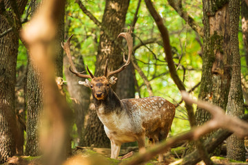 Naklejka na ściany i meble Fallow deer buck in the forest