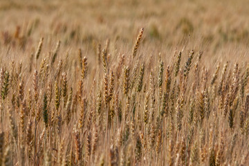 ears of wheat