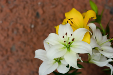white lily and yellow lily on a wooden background