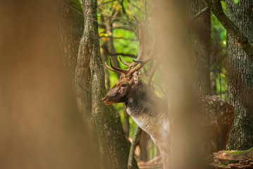 Fallow deer buck in the forest
